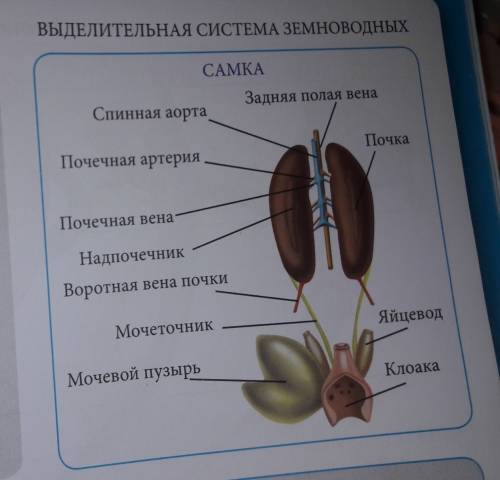 Сбиологией система органов у лягушки