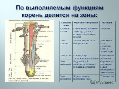 Зарисуйте клетки двух любых зон корня объясните какая особенность их строения связана с выполняемой