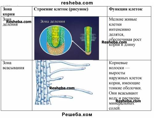 Зарисуйте клетки двух любых зон корня объясните какая особенность их строения связана с выполняемой