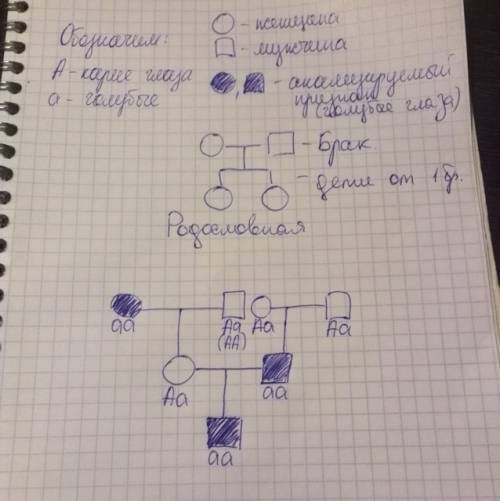 Срешением ,! гомозиготное по обоим признакам гладкосеменное (а) растение гороха с усиками (с) скрест