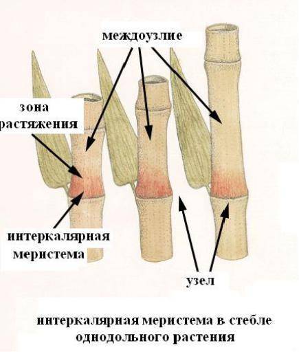 3.рассмотрите изображение.прорастание семени кукурузы (a) опишите, как растение растет в длину. (b)