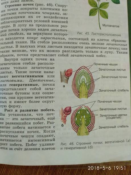 Расскажите про внутренее строение вегетптивной почки