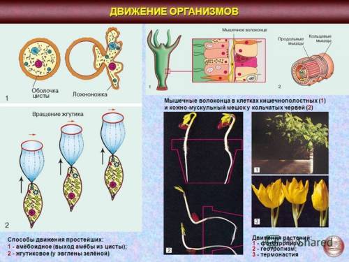 Перечислите движения и организмы