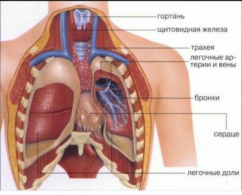 1.бесполое размножение организмов.митоз. 2.понятие о биоценозе 3.показать органы грудной полости.