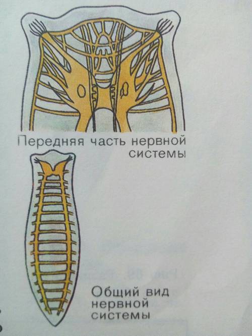 Какое строение нервной системы у плоских червей