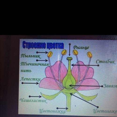 Чтроение цветка. перечислите типы соцветей ❤️