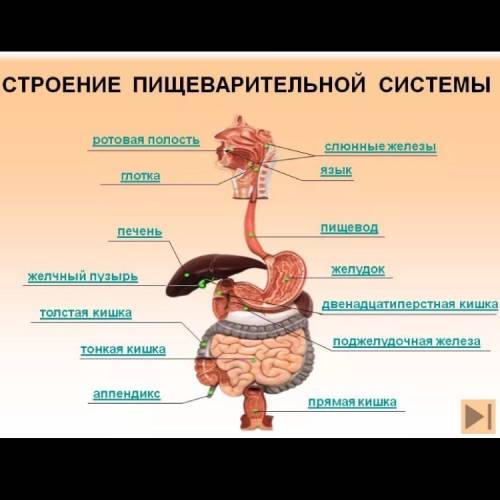 Строение пищеварительной системы человека