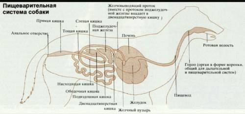 Укажите черты сходства и различия в строении пищеварительной системы птиц и млекопитающих на примере