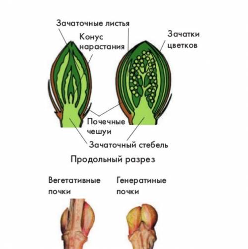 Строение вегетативной и генеративной почки сирени