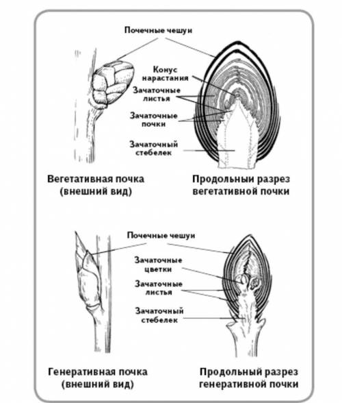 Строение вегетативной и генеративной почки сирени