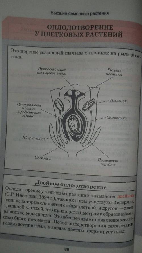 Как происходит процесс оплодотворения у растений?