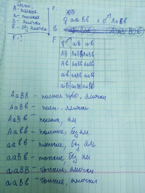 3. у человека признак полные губы доминирует над признаком тонкие губы, а ямочки на щеках – над глад