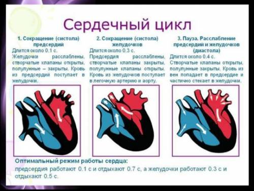 Определите длительность систолы желудочков сердца, если длительность сердечного цикла составляет 0,8