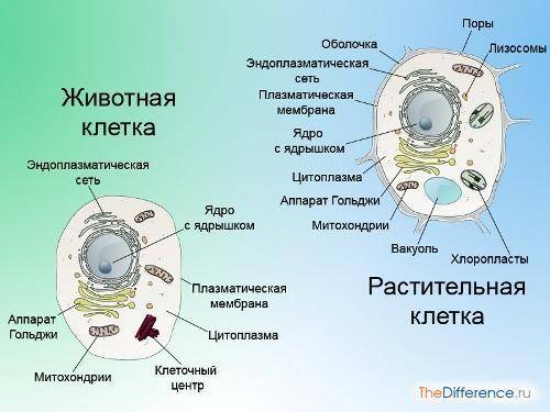 Нарисуйте и подпишите животную и растительное клетку.