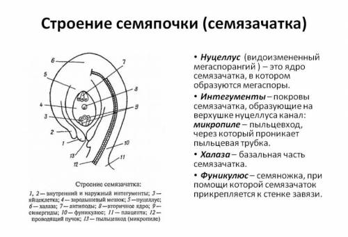 Что такое микропиле и для чего оно нужно семянам ?