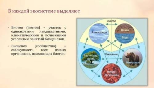 Разобрать лес осенью на бинтом и биоциноз