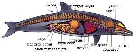 Дыхательная система у морских млекопитающих! *дельфинов,китов и тд* 4 класс