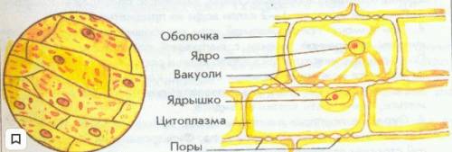 Приготовьте препарат кожицы лука рассмотрите пго под микроскопом обрати внимание на цитоплазму клетк