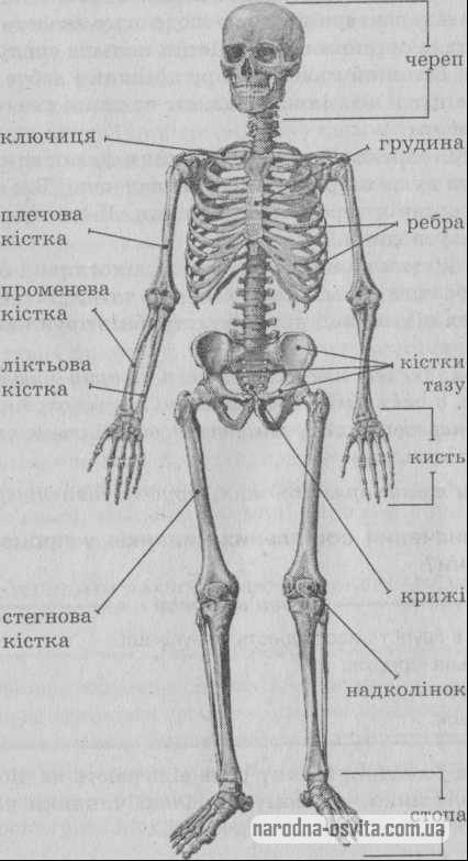 Порівняння скелетів людини і ссавців таблиця