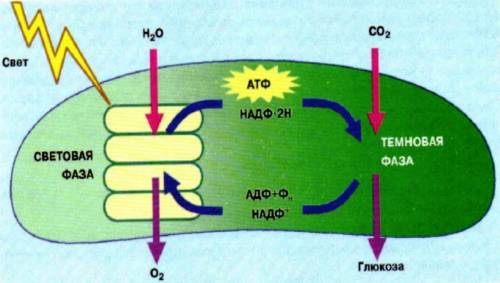 Составьте интеллектуальную карту процесса фотосинтеза