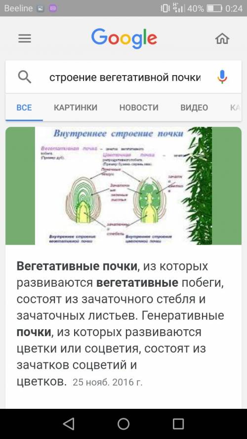 Какое строение имеет вегетативная почка