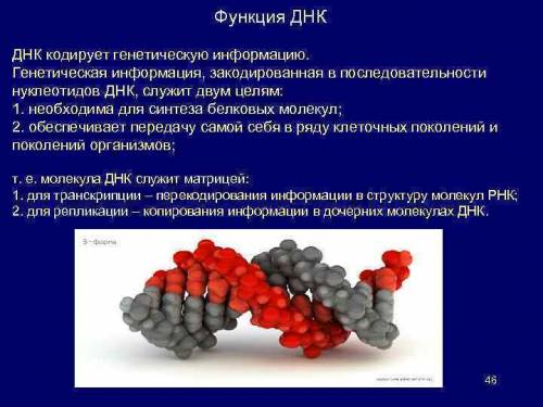 Вкаком из указанных процессов белки не участвуют? а) обмен веществ б) кодирование наследственной инф