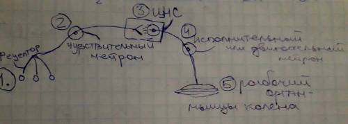 Сделайте рисунок. схема рефлекторной дуги коленного рефлекса