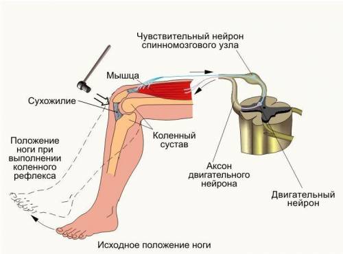 Демонстрационный опыт 1 коленный рефлекс