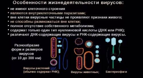 Особенности процесса жизнидеятельности вирусов