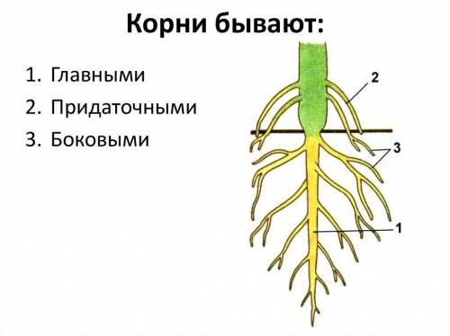 Определение бокового и придаточного корня