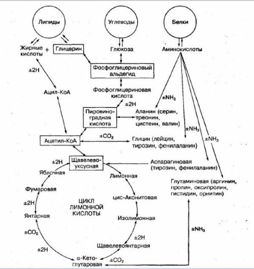 Схемы обмена углеводов, липидов и белков в организме человека!