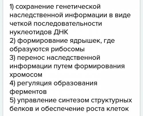 Какие функции у ядерной пластинки, ядерного сока, хроматина и ядрышка?