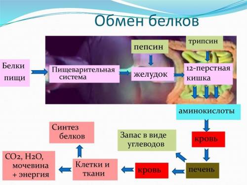 №1 в силу особенности своего строения печень не выполняет в организме человека функцию 1)синтеза жел