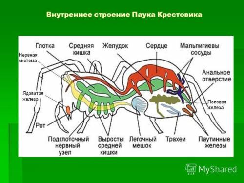 Какое строение брюшка у паукообразных?