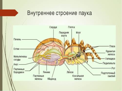 Какое строение брюшка у паукообразных?