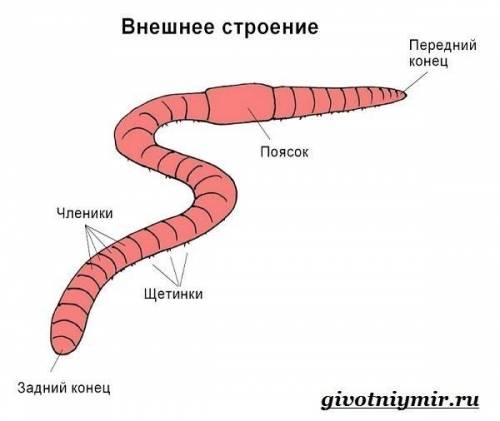 Лабораторная работа №5 внешнее строение и передвижение дождевого червя , напишите коротко и ясно, и