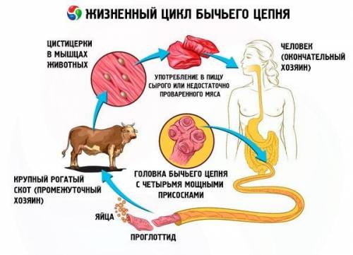 Выписать в тетрадь жизненный цикл бычьего цепня, подписать кто является основным хозяином, а кто про