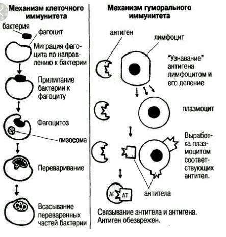 Нужно составить схему специфического иммунного ответа