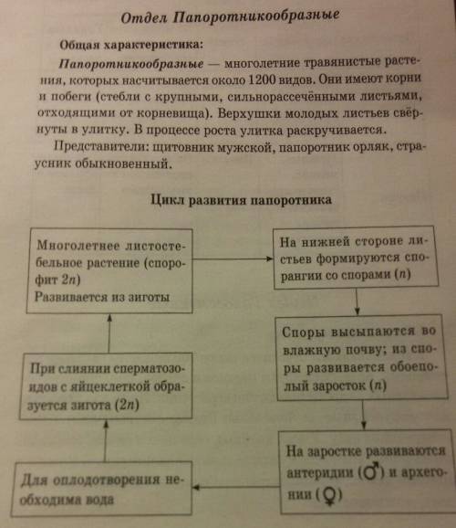 Папоротники являются семенными растениями?