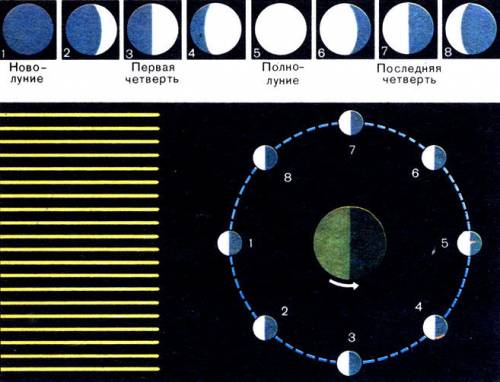 Укажите правильную последовательность основных фаз луны в течение одного лунного месяца после лунног