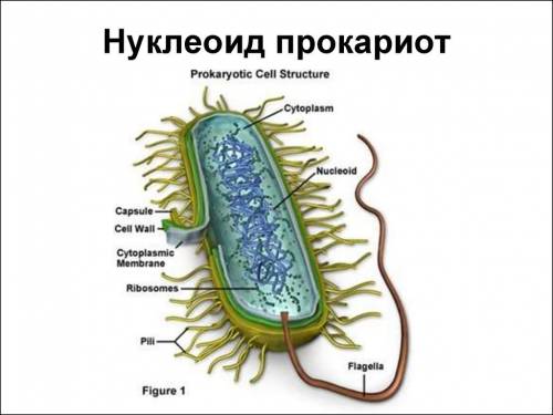 Кольцеваяднк является органоидом прокариотической клетки?