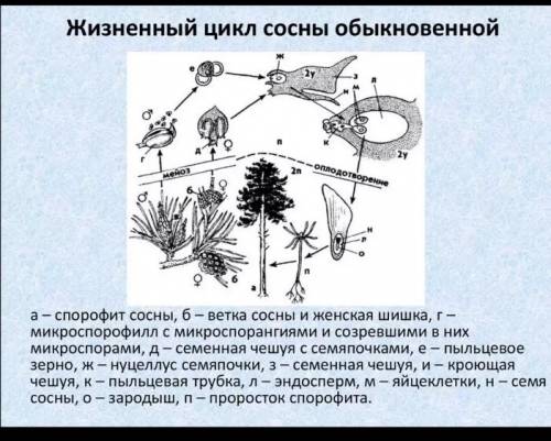 Чем отличается жизненный цикл сосны обыкновенной от жизненного цикла папоротника