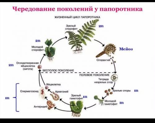 Чем отличается жизненный цикл сосны обыкновенной от жизненного цикла папоротника