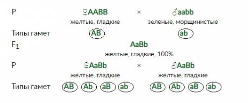 Какие типы гамет гороха были использованы менделем