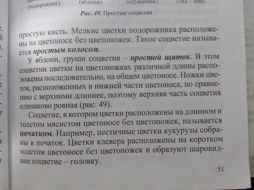 Особенность строение : кисти, зонтик, колоса, завитка, метёлки (сложной кисти), корзинки, щитка и сл