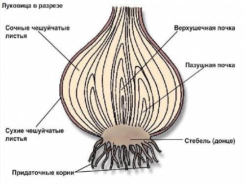 Примеры растений, имеющих видоизмененный побег: луковицу, корневище и клубень чем корневище отличает