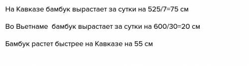 На кавказе бамбук вырастает за неделю на 5м 25 см а у себя на родине во вьетнаме – на 60м за месяц.