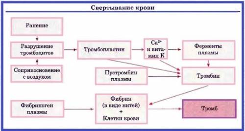 Умоляю, ! : внутренняя среда организма краткий схематический конспект