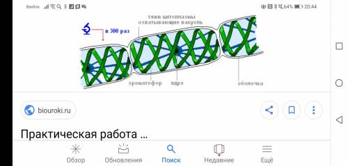 По биологии. лабораторная работа. строение спирогиры рассмотрите и опишите внешний вид водоросли зар