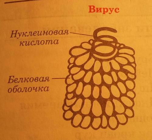 Нужны конспект по вирусам и схема строения вирусов и вирионов,